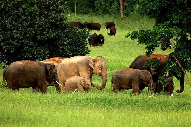 Elephant and Wildlife Watching in Kuiburi National Park - Private Afternoon Tour - In-Depth Look at the Itinerary
