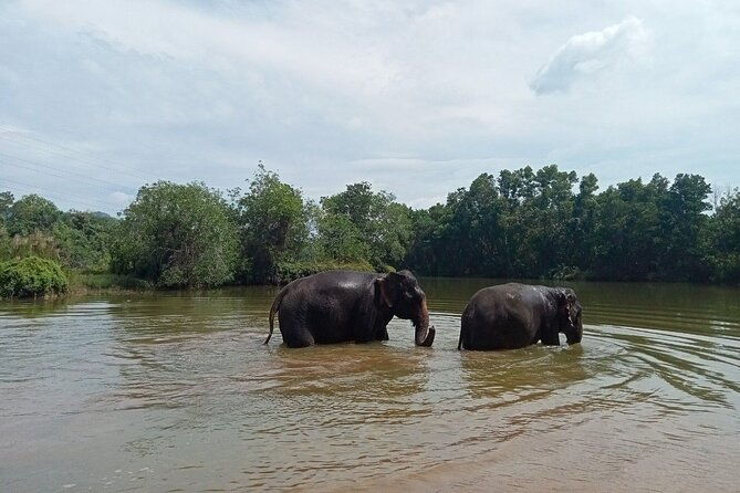 Elephant Sanctuary Small Group Tour in Phuket - Exploring the Itinerary in Detail