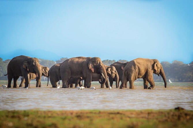 Ella to Mirissa Shuttle & Safari Drive - What Makes This Tour Stand Out?