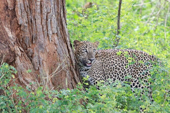 Evening Safari - Yala National Park with Janaka safari - 02.00 pm to 06.30 pm - Price and Value Analysis