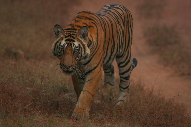 Exclusive Bandhavgarh Tiger Safari - Deep Dive into the Experience