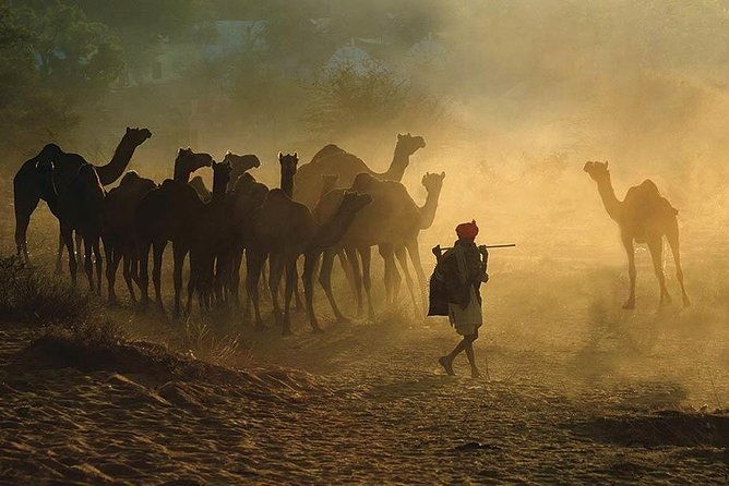 Exclusive: Guided Pushkar Day Trip from Jaipur - What Travelers Are Saying: Authentic Insights