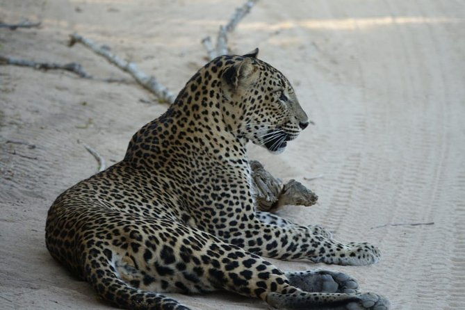 Exclusive Safari at Jhalana Leopard Park Including Transfers - Who Will Love This Tour?