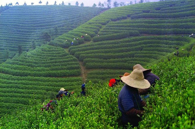 Experience Chengdu: Private Tea-Making Day Tour of Mengdingshan Tea Plantation - What the Tour Includes and Why It Matters