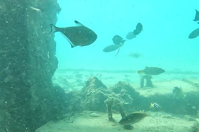 Experience Snorkeling in Sanur - Is This Tour Right for You?