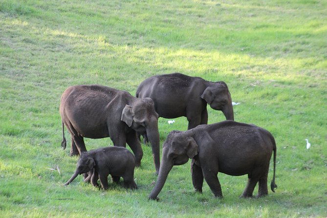 Explore Munnar Day Trip From Cochin ( By Munnar Info) - Who Will Love This Tour?
