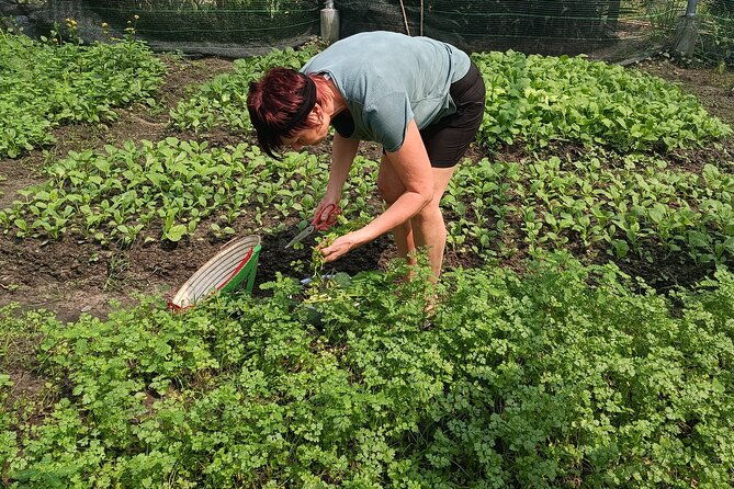 Exploring organic farm & Vietnamese Culinary with Master chef - Authenticity and Review Highlights
