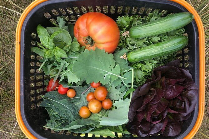 Farm to Table: Organic Farm Visit and Mongolian Cooking Class - Arrival at the Organic Farm