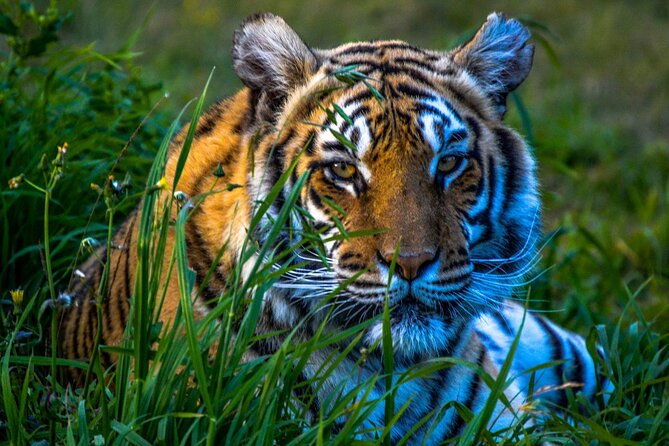 From Delhi: 8 Day Tiger Safari and Golden Triangle Tour - Starting Point and Overall Experience