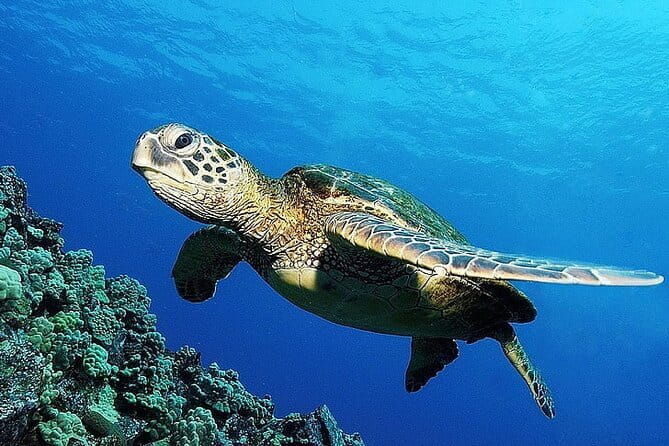 From Gili Trawangan & Gili Air Snorkeling Trip Sharing & Private - Authentic Experiences and Tips from Travelers