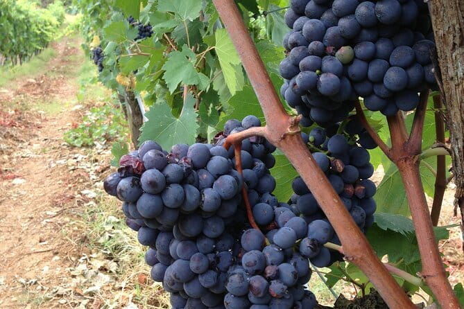 From Rome: Tuscany Wine Tour, San Gimignano & Florence - Exploring Tuscany’s Wineries