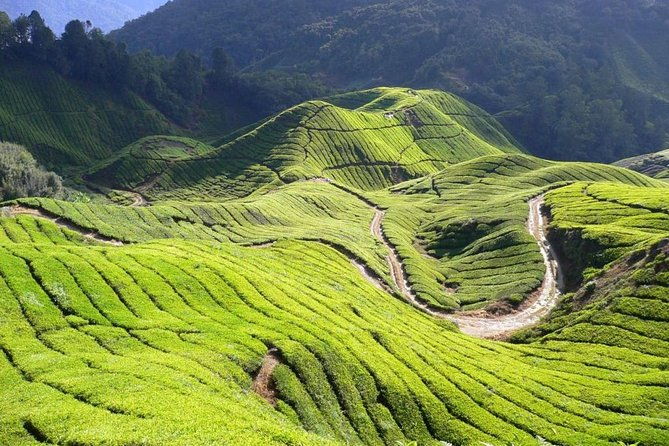 Full Day Cameron Highlands Nature Tour - Who Is This Tour Best For?