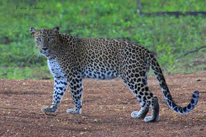 Full day / Half Day WildlifeAdventure in Yala-National-Park - The Itinerary and What to Expect