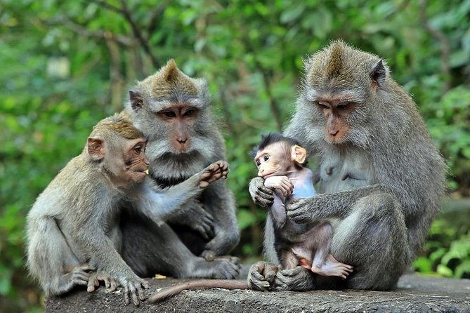 Full-Day in Bali: Amazing Ubud Tour - Iconic Views at Tegalalang Rice Terrace