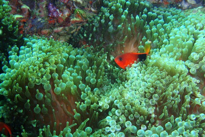 Full-Day Koh Phi Phi Scuba Diving Course from Phuket - The Experience: What It Feels Like