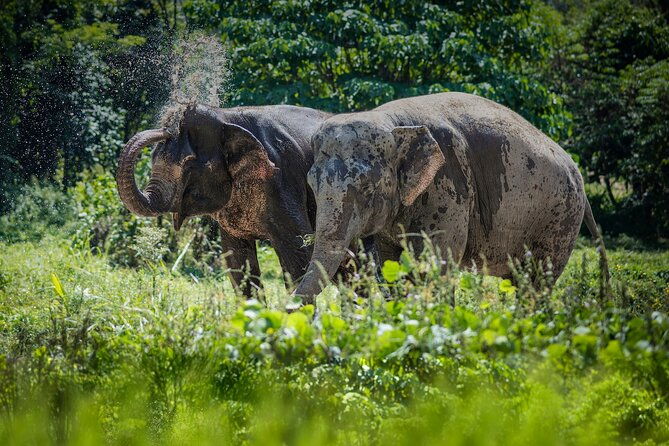 Full-Day Phuket Elephant Sanctuary Tour with Lunch and Dinner - The Value and Real Impact