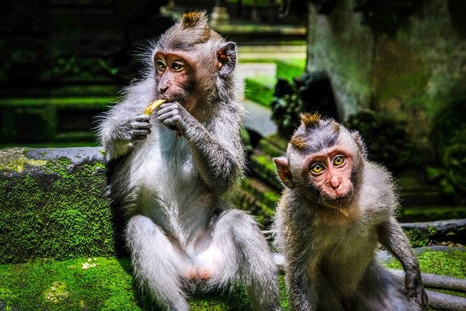 Full Day Private Tour in Ubud Indonesia - What’s Included and What to Consider