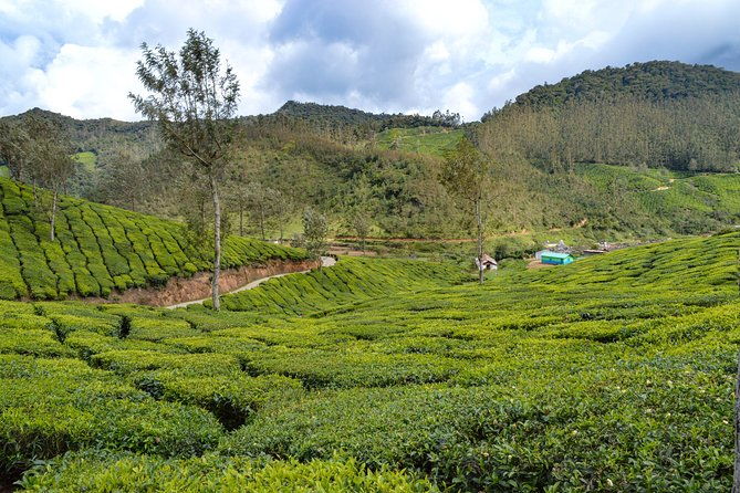 Full-Day Private Tour to Munnar from Kochi with Lunch - The Value of the Tour