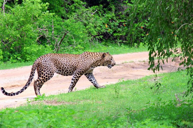 Full Day Safari ( The Best for Leopards ) in Yala - Final Thoughts