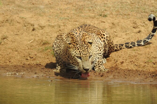 Full day Safari - Yala National Park - 04.30 am to 06.00 pm with - Janaka safari - An In-Depth Look at the Safari Experience