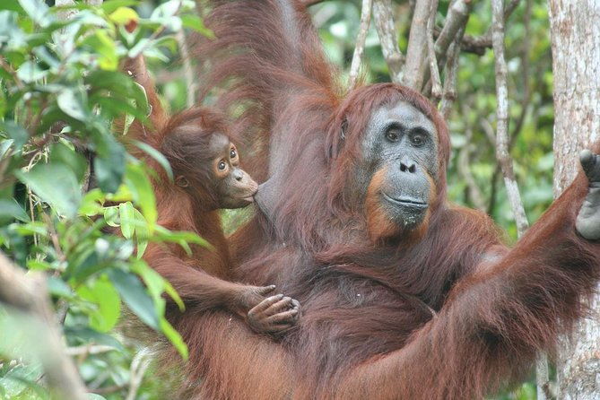 Full-Day Sepilok Orangutan and Proboscis Monkey from Sandakan or Kota Kinabalu - Who Will Love This Tour?