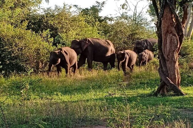 Full Day Tour to Udawalawe Safari and Ella - Authentic Insights from Reviews