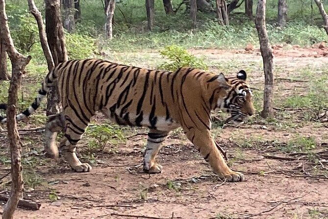 Full-Day Trip to Ranthambore National Park from Jaipur - The Practicalities: Transportation, Timing, and Cost