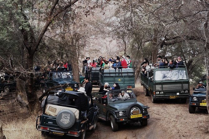 Full Day trip to Ranthambore tiger reserve from Jaipur - Who Will Love This Tour?