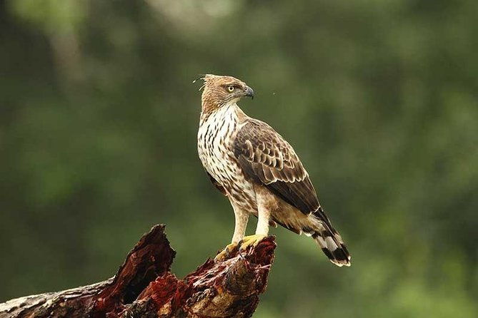 Full Day Wilpaththu National Park Safari (All Inclusive) - What Makes This Tour Stand Out