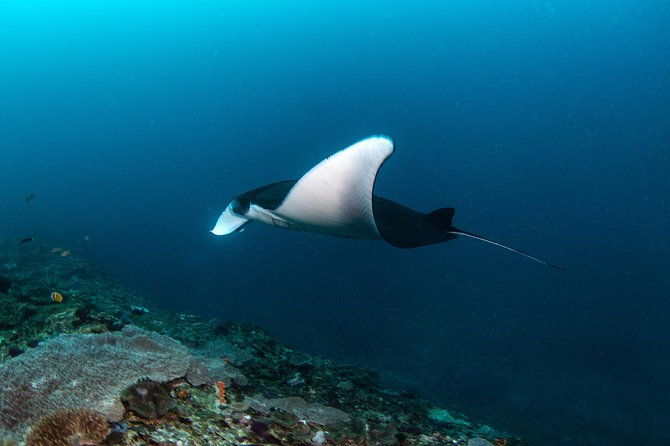Fun Dive Nusa Penida Bali - For Certified Divers - Transportation & Logistics