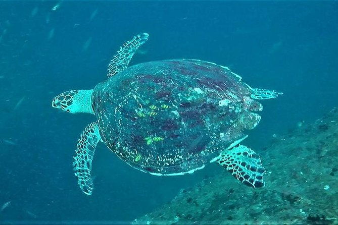 Fun Dives For Certified Divers - Final Thoughts