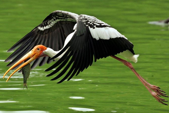 Guided Keoladeo Bird National Park Tour in Bharatpur from Jaipur - Why This Tour Excels