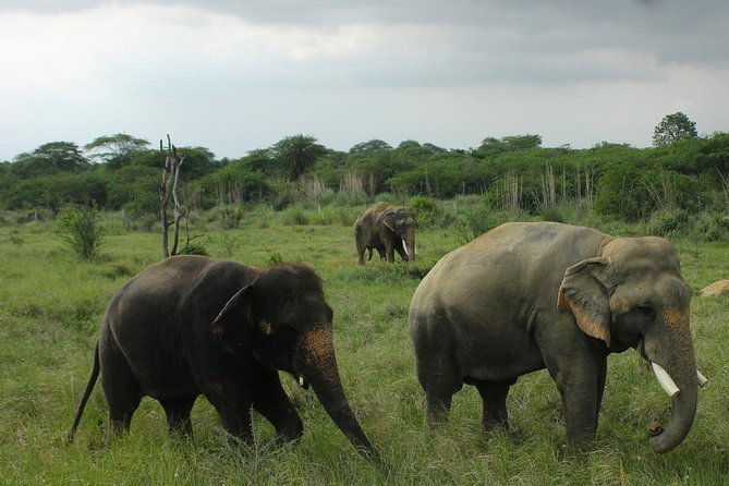 Guided Tour To Tajmahal & Wildlife SOS with Transports From Delhi - The Experience of the Guides
