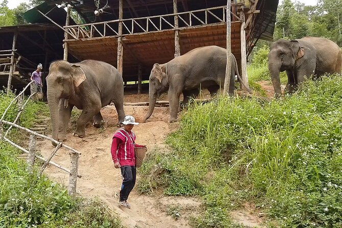 Half Day: Elephant Village Sanctuary - A Closer Look at the Experience
