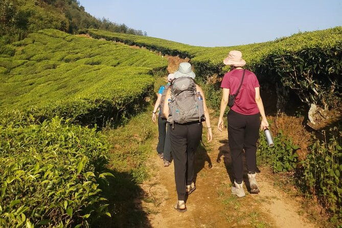 Half Day Hiking in Munnar Trekking Tour - The Experience in Detail: Why It Resonates