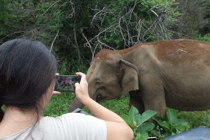 Half Day Safari Guided Tour - Potential Drawbacks and Considerations
