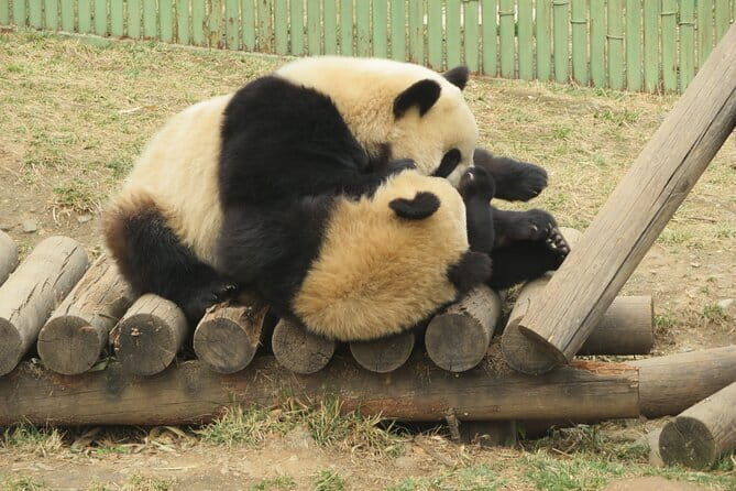 Half Day Tour to Xi'an Wild Panda Breeding and Protecting Center - Final Thoughts