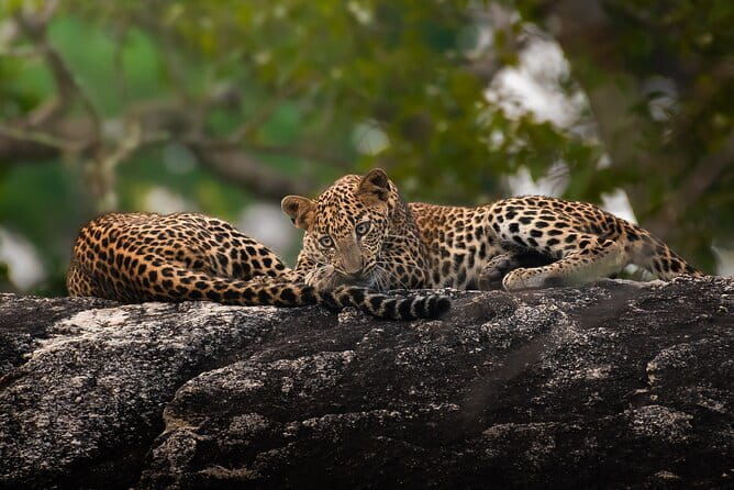 Half Day trip in Yala National Park - Who Is This Safari Best For?