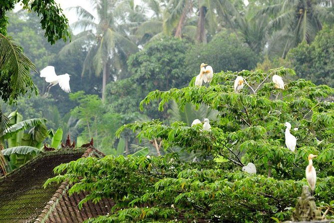 Half Day Ubud Tour: Ubud Unique Spots - Deep Dive into the Itinerary
