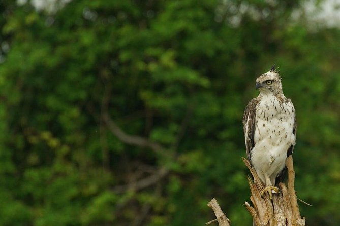 Half Day Udawalawe Safari from Kalutara (Entrance + Lunch) - An In-Depth Look at the Udawalawe Safari Experience
