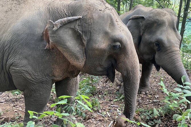 Half Day Visit Smile Elephant Chiang Mai - Transportation, Group Size, and Duration