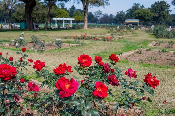 Highlights of the Chandigarh (Guided Half Day City Tour) - The Experience: Insights from Past Travelers