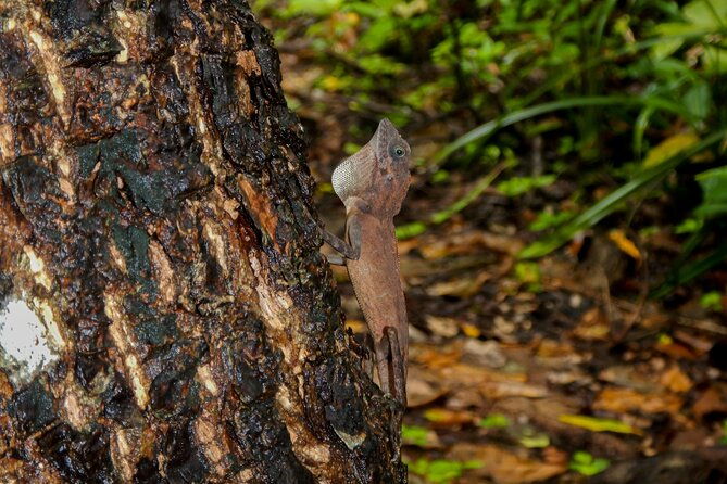 Hike to Elephant beach exploring tropical flora and fauna - The Significance of the Mangrove Forest