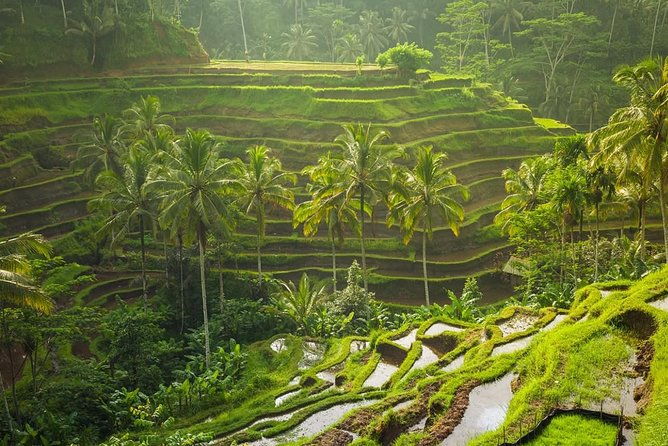 Hire Private Bali Driver - Why Reviews Highlight the Benefits