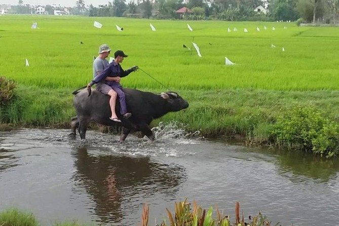 Hoi An Countryside - Buffalo Riding - Basket Boat Rowing - Value for Money: What You Get for $39