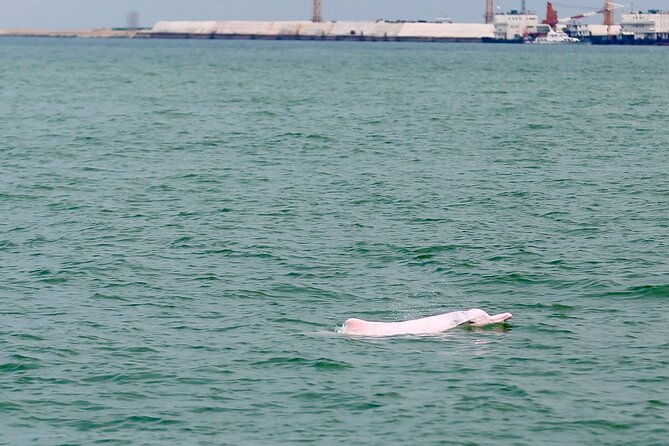 Hong Kong Dolphin Watch Tour - Exploring the Itinerary in Detail