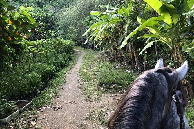 Horseback Riding 1 hour trail - What to Expect from the 1-Hour Horseback Riding Trail