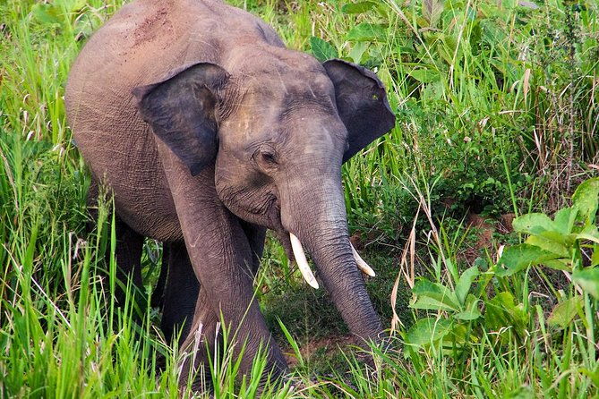 Hurulu Eco Park Private Safari - FAQs
