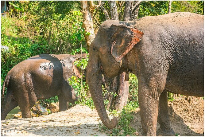 Inthanon Heaven Trail(Living Green Elephant Sanctuary) - Midday: Lunch and Reflection
