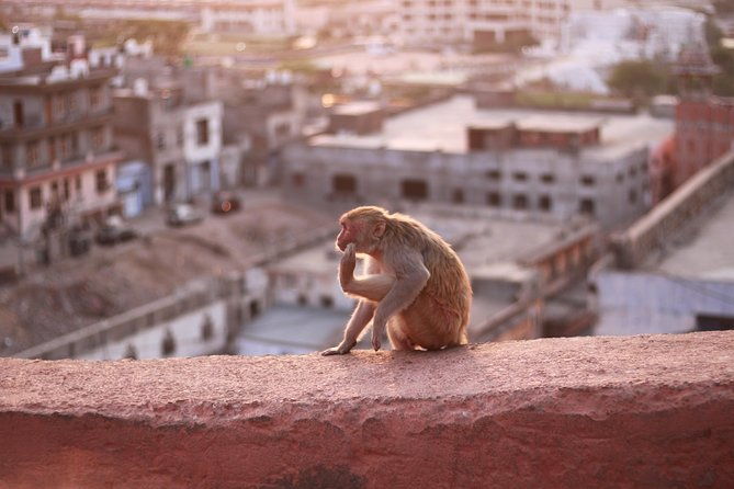 Jaipur Full Day - Why This Tour Works for Travelers